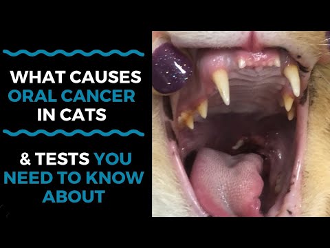 What Causes Oral Cancer in Cats And What Tests You Need to Know About: VLOG 125