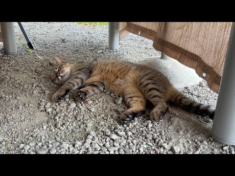 猛暑すぎて猫がぐったりしてました