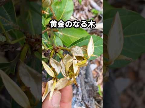一攫千金⁈黄金の樹