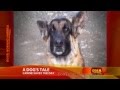 Hero Dog Leads Cop To Burning Home | Includes Cop Interview