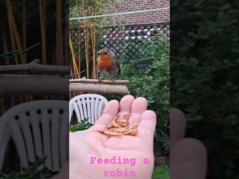 Feedingarobinให้อาหารนก
