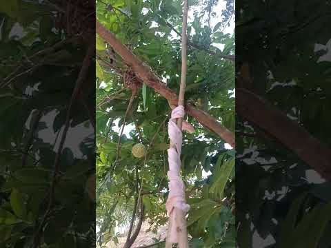 custard apple in my homeland #custardapple #homeland