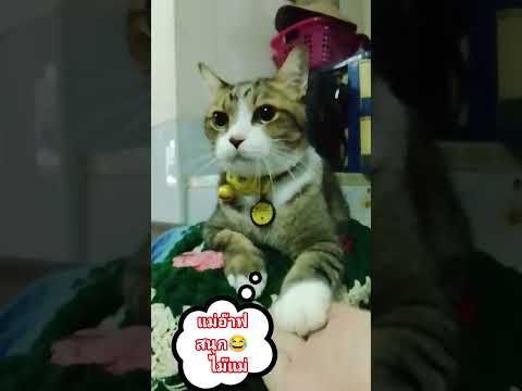 #triggerบอกหนูนอนได้หรือยัง😂😂🤣