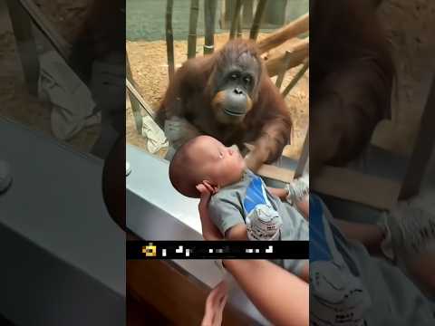 गोरिल्ला का प्यारा वीडियो ✋ | #shorts