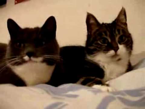 Video: Kalbančios katės  - Atgyja:))
