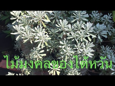 ไม้มงคลที่ชาวไต้หวันเชื่อมั่นแ ไม้มงคลที่ชาวไต้หวันเชื่อมั่นแ
