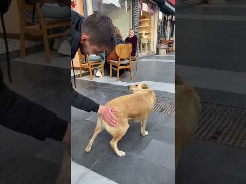 FUNNY DOG #funny #comedypets #dogmemes