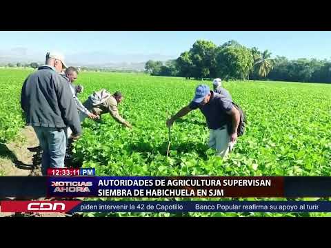 Autoridades de Agricultura supervisan siembra de habichuela en SJM