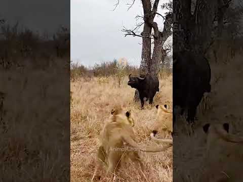 Buffalo herd attacks Lions #animals