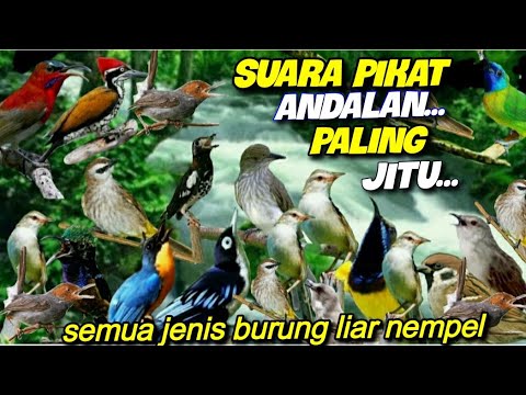 SUARA PIKAT BURUNG LIAR SUPER AMPUH || DI JAMIN SEMUA JENIS  BURUNG LIAR NEMPEL