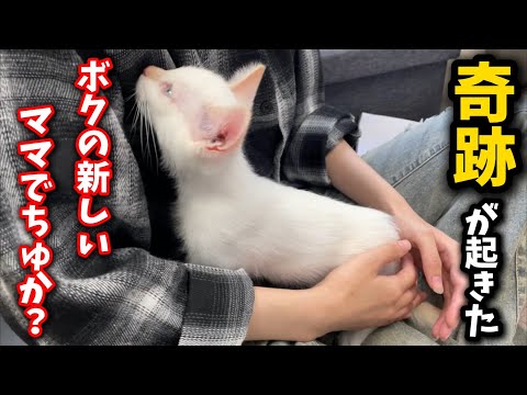 河原に捨てられた子猫の奇跡とその幸せへの道 サムネイル