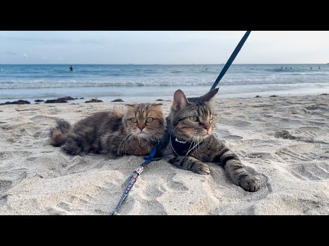 猫と一緒に海巡りツアーへ出かけたら気持ち良すぎてこうなりました