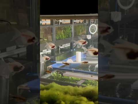 Fish Floating in Space #nofilteraquarium #fishroom #aquarium
