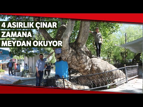 4 Asırlık Anıt Çınar Zamana Meydan Okuyor