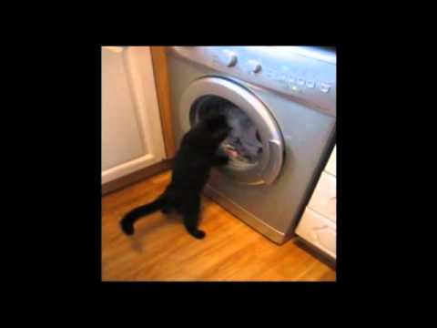 Bez kota nie ma prania