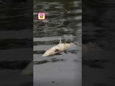 Limpahan air laut punca kematian ikan di Tasik Taman Gelora
