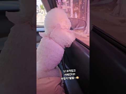 #강아지 #솜뭉치 #반려견 #강아지브이로그 #애견영상 #cute #cutedog  #cute  #비숑 #미니비숑 #애견카페  차유리 뚫고 나가시겠네요? 휴..반가운거맞지?