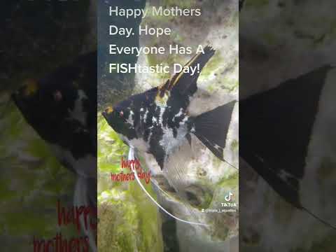 wishing all the FINtastic mommas, and dad's doing  hahaha meant for this one to go out on mothers day...didnt realize it was set to private. explains w