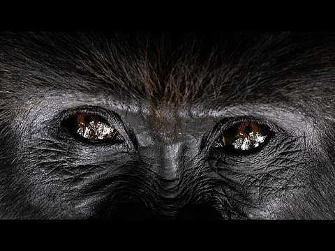 Giant dancing gorilla becomes hit at Lahore university event