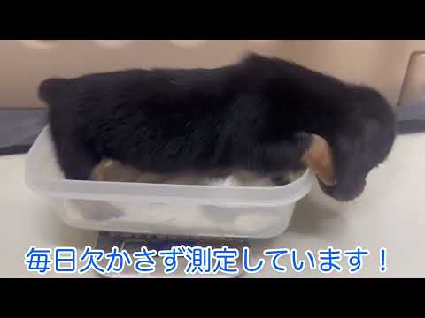 ミニチュアダックスフンドの男の子💙