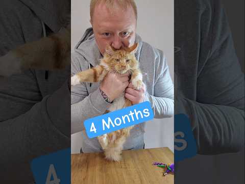 Stunning Red Maine Coon Kitten Arsyne at 4 Months! Stunning Red Maine Coon Kitten Arsyne at 4 Months!

Meet our handsome red Maine Coon kitten, Arsyne,