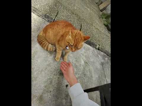 Voltaire VS le chat du voisin 👀