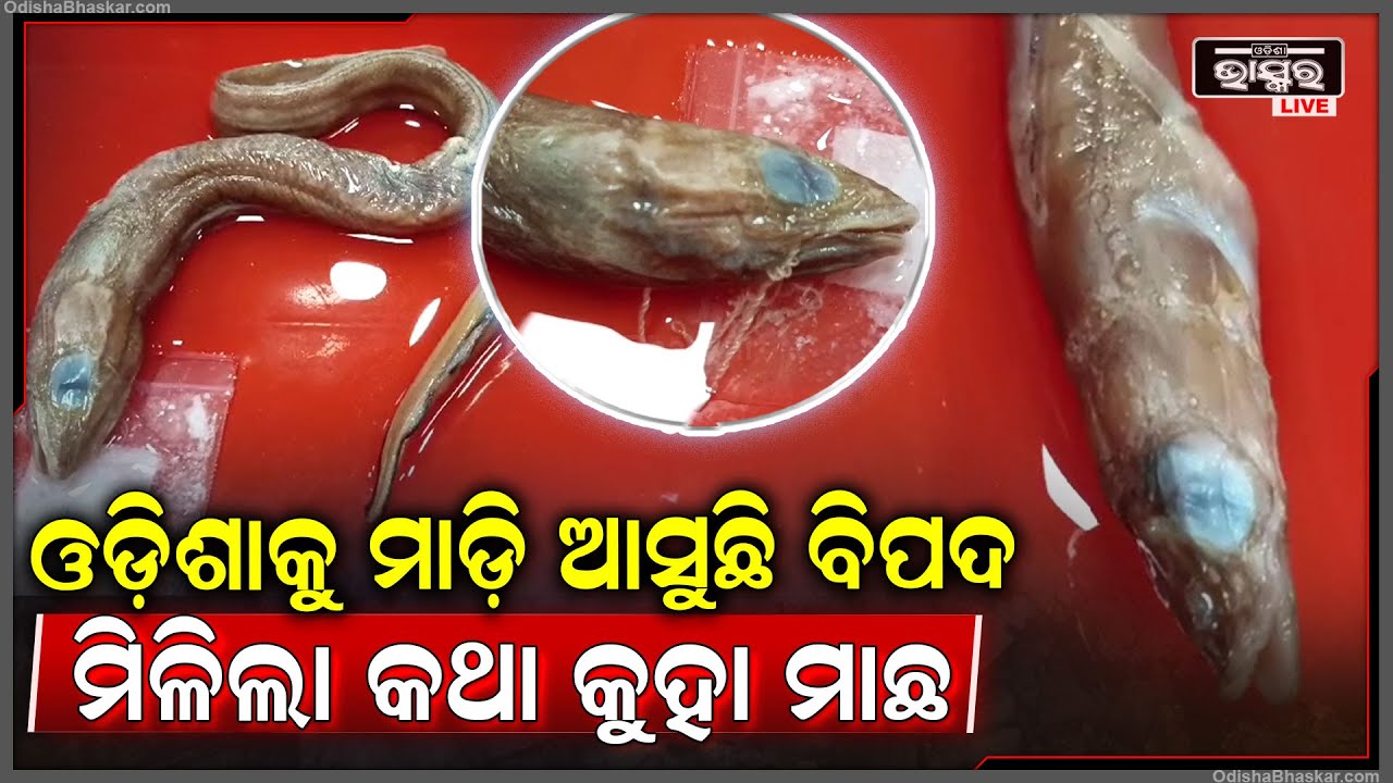 ନୂତନ ପ୍ରଜାତିର ଆରିଅସୋମା ତାମିଲିକମ ମାଛ ଚିହ୍ନଟ , ଏହି ମାଛ ଆରିଅସୋମା ବଂଶର ଏକ ନୂତନ କୋଚିଆ ପ୍ରଜାତିର