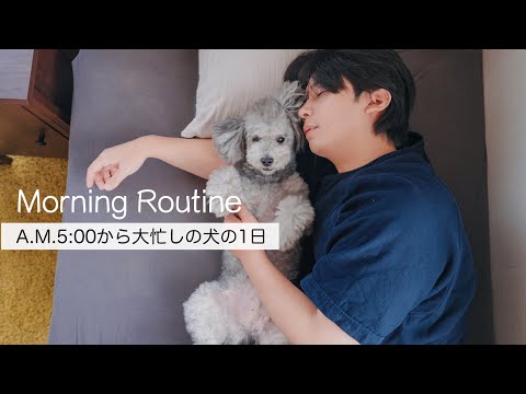 🐶トイプードルグリィ9才のモーニングルーティン🐾いつも元気でいるための朝習慣。