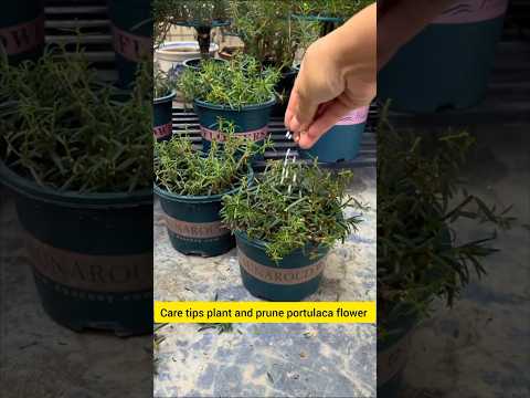 Care tips and prune portulaca flower apply fertilizer #shorts #plants #gardening #flowers