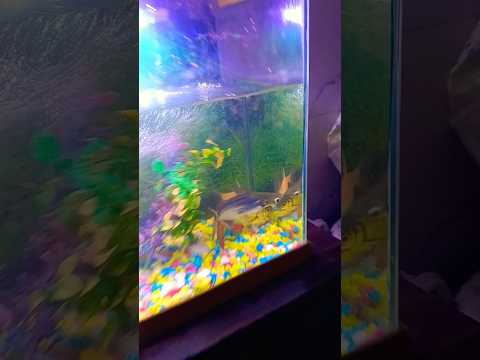 #fishingvideo #aquarium #terrarium #fish #aquariumfish #new #trending #animals 🐠🐠🐠🐠🐟🐟🐟🥰😍😘🌹🌹🌹