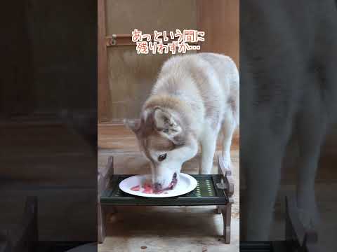 誰かのスイカを勝手に食べる大御所ハスキーがこちら…#shorts