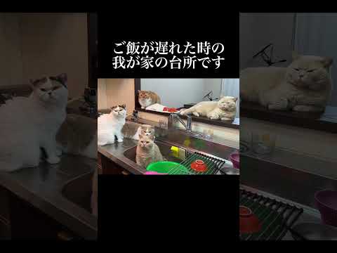 寝ていてご飯が遅れた時の我が家の台所がこちらです。#猫 #子ネコ #ねこ #こねこ #好きな子猫 #三毛猫 #猫のいる暮らし