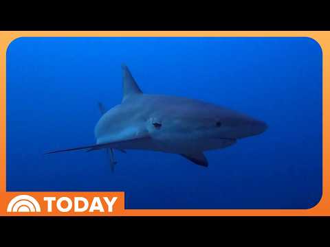 Man and Pregnant Fiancée Survive Shark Attack in Florida
