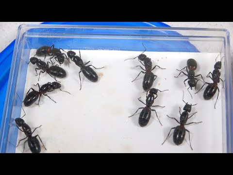 女王アリだけで巣作りさせた結果…