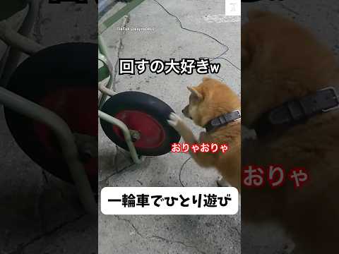 可愛すぎる‼️一輪車でひとり遊びする柴犬が可愛い💕　#柴犬　#犬　#かわいい犬 #犬のいる暮らし #かわいい サムネイル