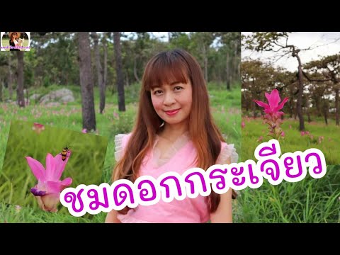 ภาพความทรงจำ-เที่ยวทุ่งกระเจีย ภาพความทรงจำ-เที่ยวทุ่งกระเจีย