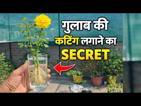 गुलाब की कटिंग फ्री में लगाने का सीक्रेट! #gardening #gardeningtips 