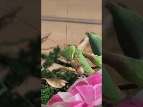 My little girl❤️#PrayingMantis #MantisTok #InsectTok #MacroWorld #NatureIsMetal #BugLife #CreepyCute