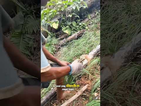 panen kucai #shorts #budidayatanaman #pertanian #harvest #viral #kucai #gardening #farmer #garden