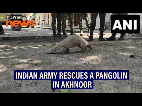 Indian Army rescues a Pangolin in Akhnoor at the Gigrial Battalion LOC post
