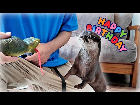 🎉Bingo & Belle’s Birthday Party! Treats, Toys & Total Chaos! 🦦🎁