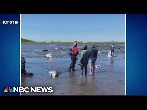 Over 100 dolphins saved after shallow tide left them stranded off Cape Cod
