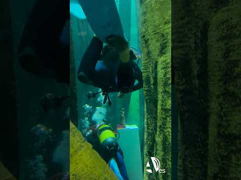 El Acuario de Zaragoza ya ha coronado a la Virgen del Pilar con la ofrenda floral más subacuática