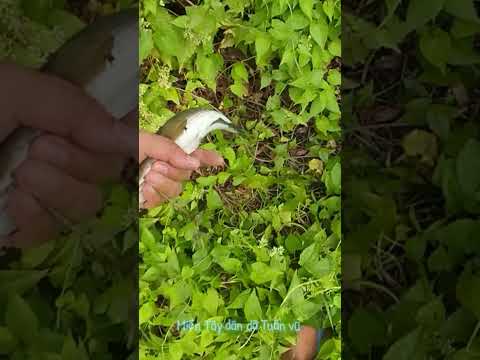 Ở đô thành nơi chốn xa xôi, dãi dầu mưa nắng hết nữa đời người..!#caucalocbangvit #fishing