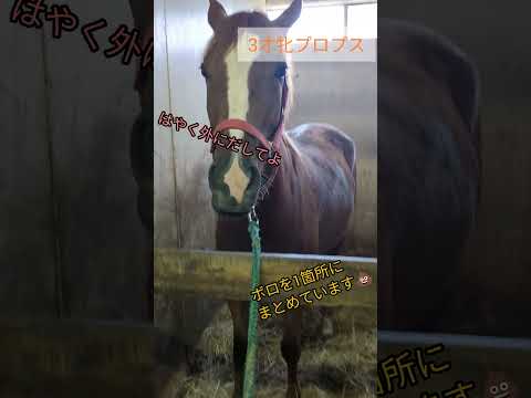 馬房の使い方がきれいなプロプスです