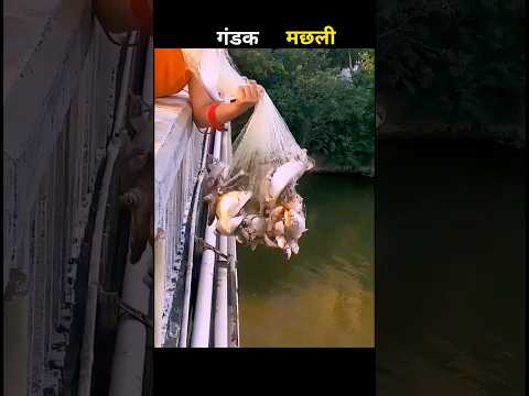 गंडक मछली 😱 #aivideo #fishing #fascinatinginformation #amazingfacts #facts #youtubeshorts #fishingli