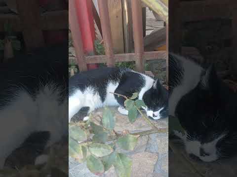 10 de febrero de 2026