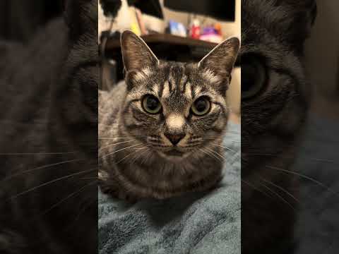 眠ると思ったら目が爛々とする猫#cat