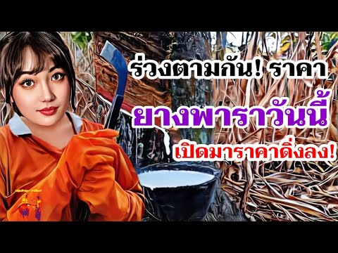 ไม่สดใสราคายางพาราวันนี้ล่าสุ