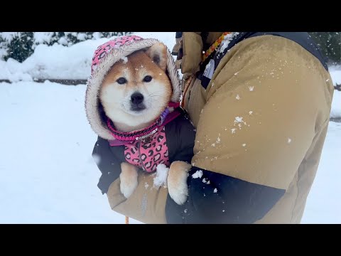 コミュ障な柴犬と夫婦が愛犬家たちの集まる冬祭りへ参加した結果